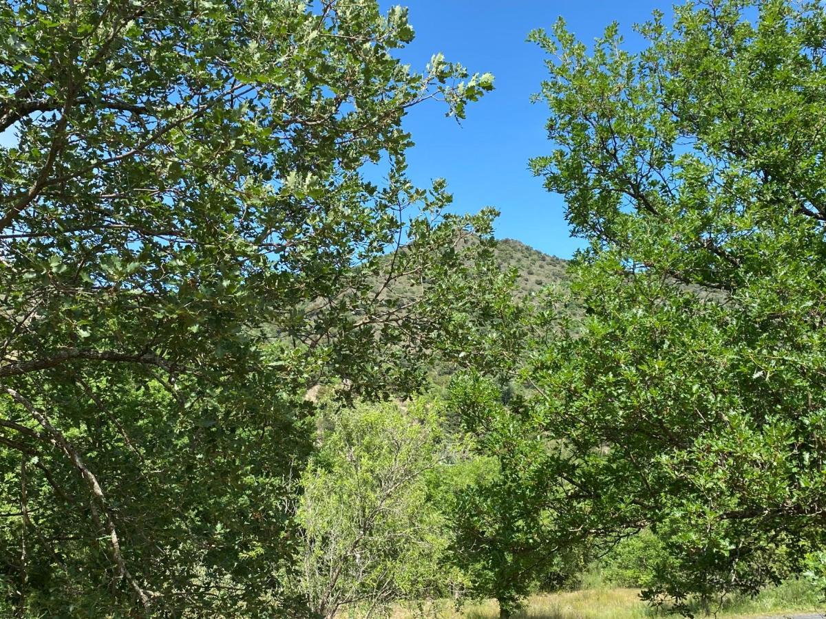 Ribes - Chalet Gite Au Coeur De La Nature Sournia Exteriör bild